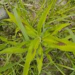 Polygonum lapathifolium Fulla