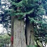 Sequoia sempervirens Habitat