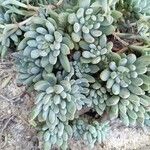 Sedum pachyphyllum Lubje