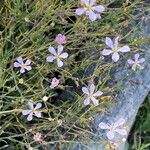 Petrorhagia saxifraga Flower