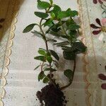 Kalanchoe manginii Лист