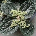 Pilea involucrata Ліст