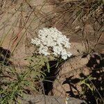 Stevia serrata Celota