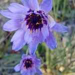 Catananche caerulea Flors