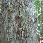Corythophora rimosa Bark