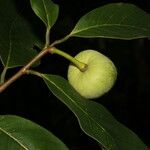 Annona pruinosa Φρούτο