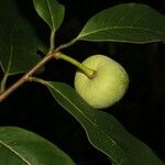 Annona pruinosa Fruto