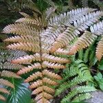 Dryopteris erythrosora 葉