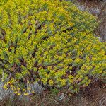 Euphorbia pithyusa Habit