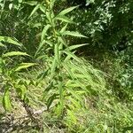 Solidago altissima Blatt