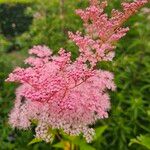 Filipendula rubra Flower