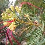 Erythrostemon gilliesii Flor