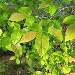 Stewartia ovata Leaf