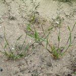 Eragrostis barrelieri 形態