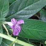 Ruellia humilis Цвят