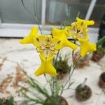 Cypella herbertii Flor