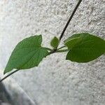 Thunbergia alata Blatt