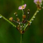 Alisma lanceolatum Blad