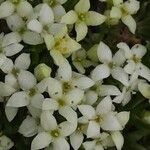 Galium megalospermum Blüte