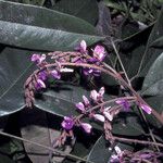 Spirotropis longifolia Flor