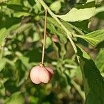 Euonymus europaeusFruit