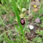 Ophrys × arachnitiformis Fleur