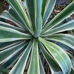 Agave vivipara Leaf