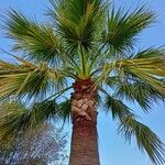 Washingtonia robusta Φύλλο