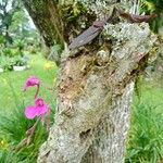 Comparettia falcata Habitus