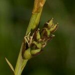 Carex vaginata Fruto