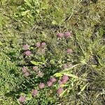 Trifolium alpestre Plante entière