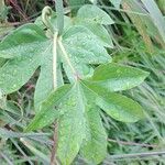 Ipomoea mauritiana পাতা