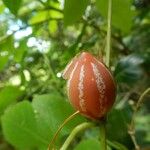 Diplocyclos palmatus Fruit