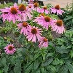 Echinacea angustifolia 花