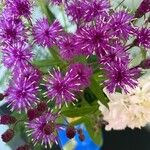 Vernonia noveboracensis花