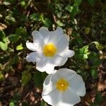 Cistus salviifolius 花