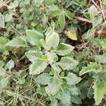 Teucrium flavum Blatt