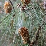 Pinus canariensis Fruit