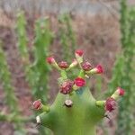 Euphorbia neriifoliaFleur