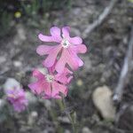 Silene scabriflora Floare