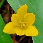 Zephyranthes citrina 花