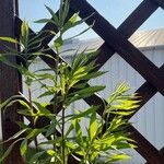 Solidago giganteaFolha