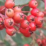 Cotoneaster meiophyllus Fruto
