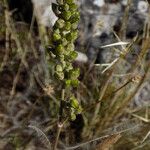 Retama raetam Fruit