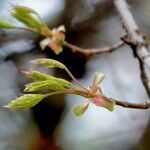 Cornus officinalis Hoja