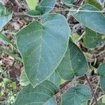 Datura inoxia Leaf