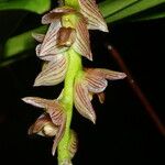 Bulbophyllum pachypus
