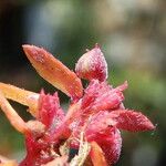 Euphorbia maculata Fruit