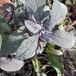 Salvia purpurea Hoja