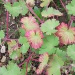 Geranium psilostemon Deilen